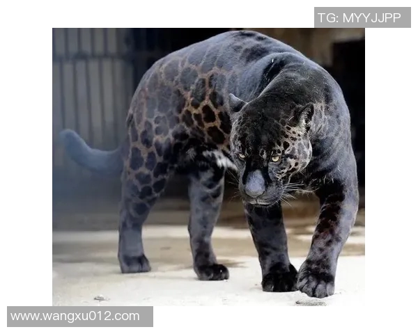 黑豹与美洲豹的生存之争:谁才是真正的丛林霸主 黑豹与美洲豹的生存之争:谁才是真正的丛林霸主