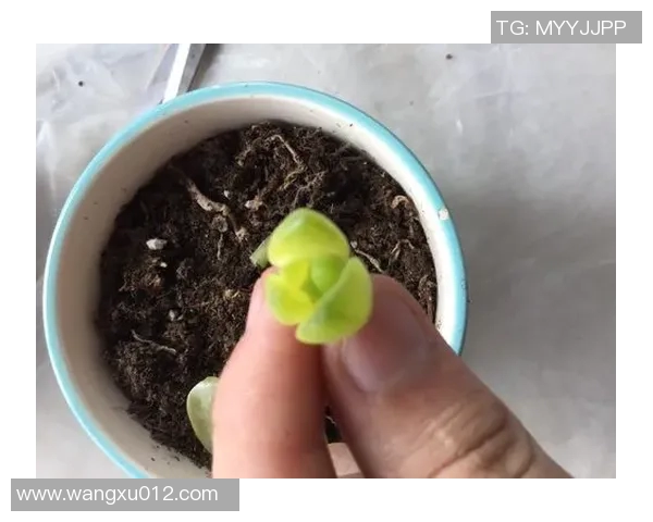 黄丽独家分享羽毛球技巧与心得助你提升球技的秘诀与经验